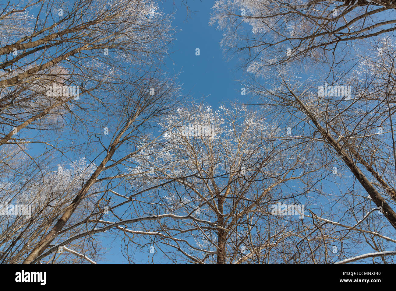 Neve sui rami contro il cielo blu Foto Stock