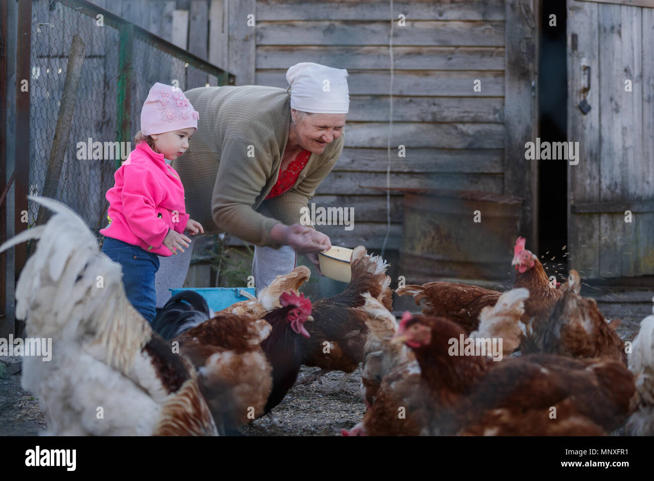 Nonna e nipote piccolo feed polli nel pollaio Foto Stock