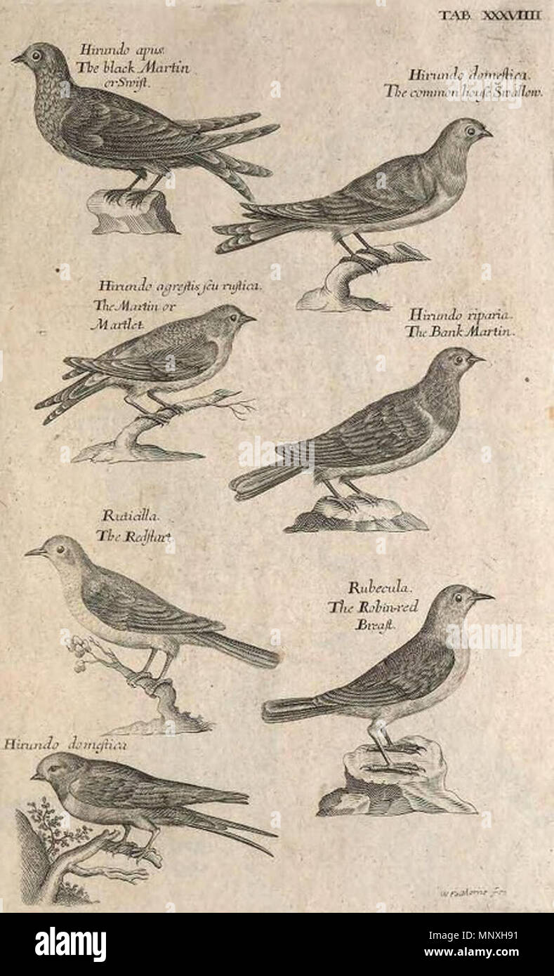 . Inglese: xilografie di Swallow, Redstart, Robin da Willughby di ornitologia 1678 . 1678. Francis Willughby, John Ray 1153 Swallow, Redstart, Robin - Willughby di ornitologia 1678 Foto Stock . Inglese: xilografie di Swallow, Redstart, Robin da Willughby di ornitologia 1678 . 1678. Francis Willughby, John Ray 1153 Swallow, Redstart, Robin - Willughby di ornitologia 1678 Foto Stock