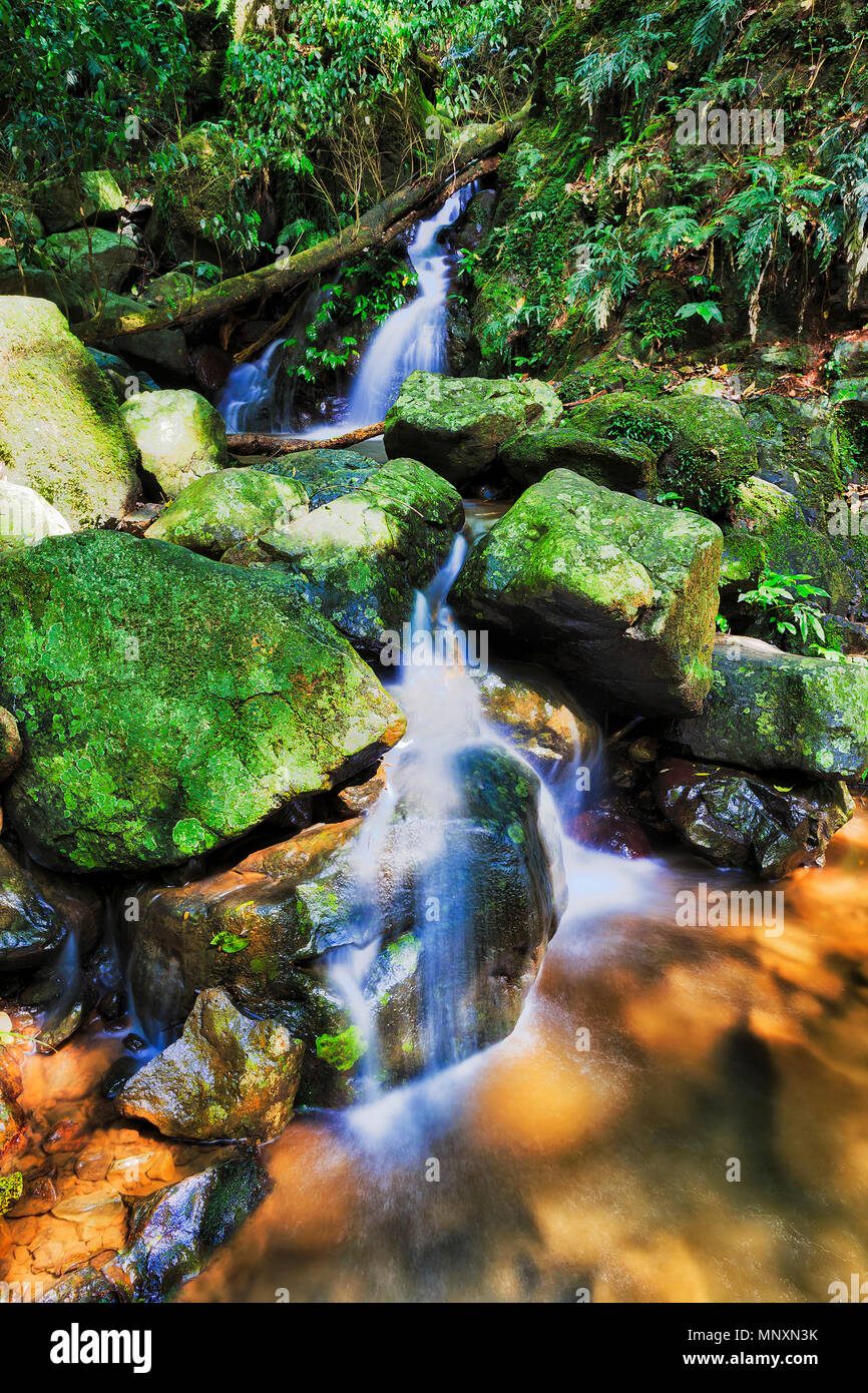 Una piccola cascata in Dorrigo national park lungo la via per doccia in cristallo caduta. Antico gondwana foresta pluviale su una soleggiata giornata estiva. Foto Stock