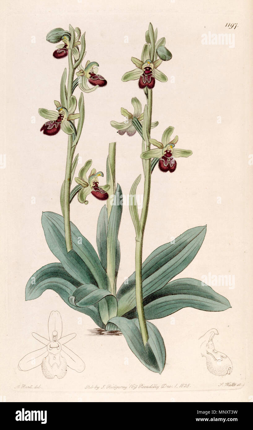 . Illustrazione di Ophrys sphegodes (come syn. Ophrys aranifera, scritto araneifera) . 1828. Progettista: M. Hart - incisore: J. Watt 943 Ophrys sphegodes (come Ophrys aranifera) - Bot. Reg. 14 pl. 1197 (1828) Foto Stock