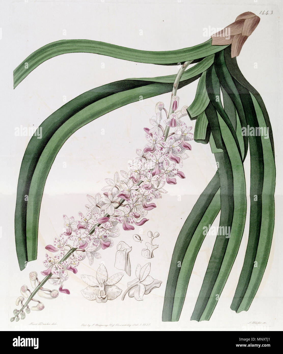 . Rhynchostylis retusa (come syn. Eulophia mackaiana) . 1831. Miss Drake (1803-1857) del., J. Watt sc. 1059 Rhynchostylis retusa (come Sarcanthus guttatus) - Edwards vol 17 pl 1443 (1831) Foto Stock