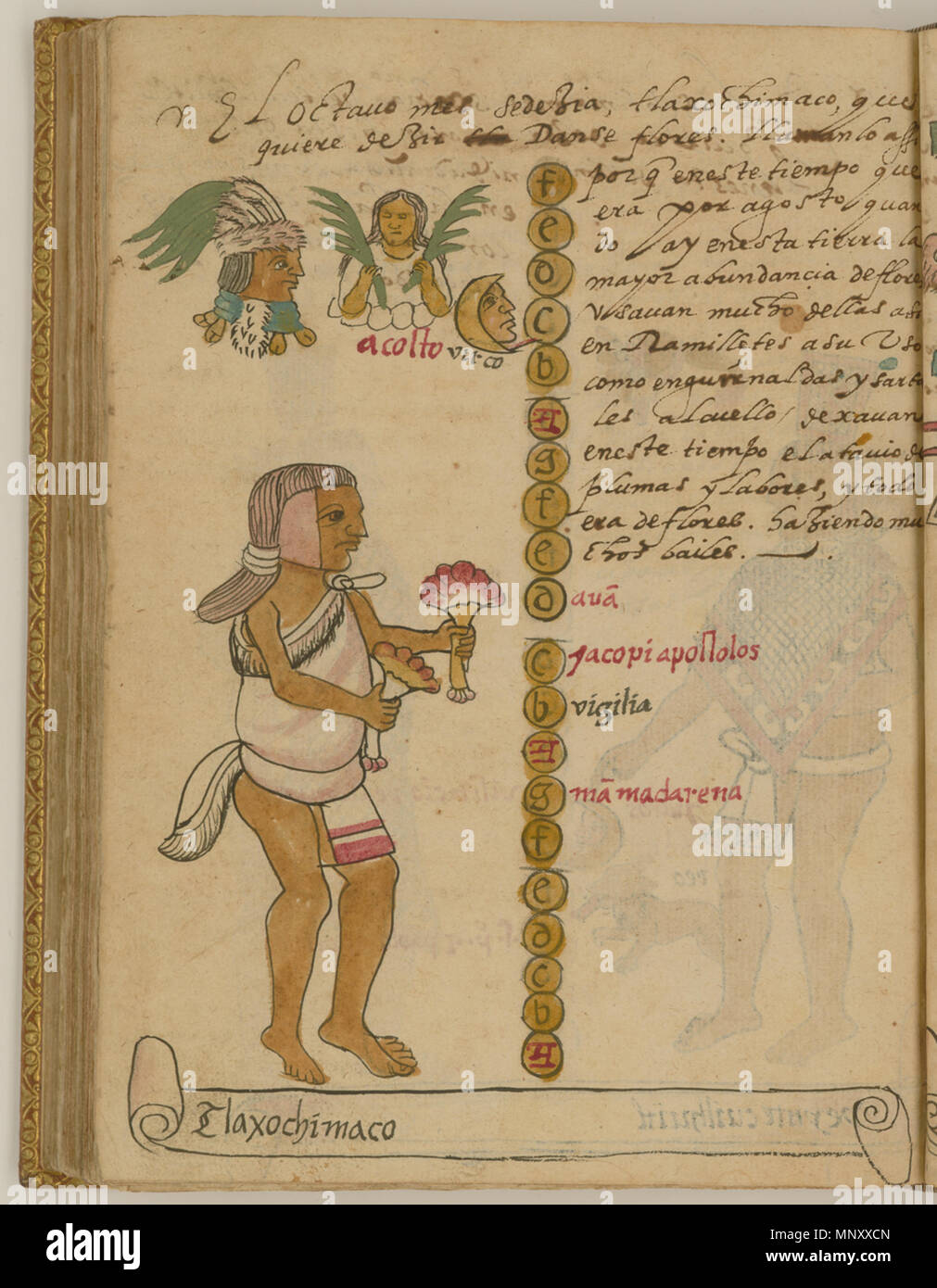 Русский: Тлашочимако, 9-й месяц солнечного календаря ацтеков Français : Tlaxochimaco, neuvième mois du calendario solaire aztèque inglese: Tlaxochimaco, il nono mese dell'Azteca calendario solare 中文: 阿兹特克太阳历的第 个月 9--献花 Português: Tlaxochimaco, o nono mês do calendário asteca solare العربية: تلاشوتشيماكو، الشهر التاسع من التقويم الشمسي الأزتكي Español: Tlaxochimaco, el noveno mes del calendario solare di azteca . Русский: Кодекс Товара, автором которого считается мексиканский иезуит XVI века Хуан де Товар, содержит подробную информацию об обрядах и церемониях ацтеков (известных также как мешика). Foto Stock