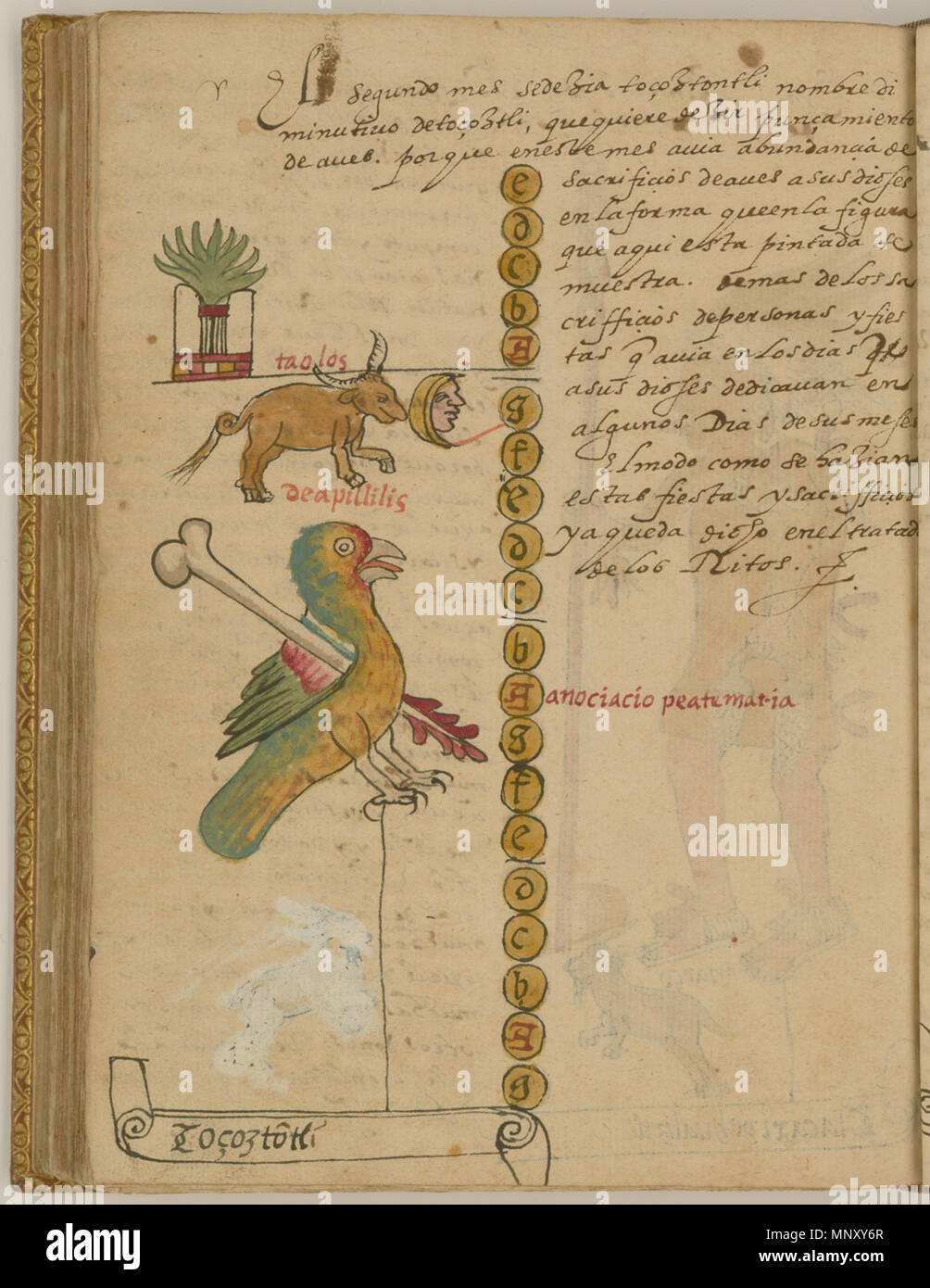 Русский: Тосостонтли, праздник жертвоприношения птиц, 3-й месяц солнечного календаря ацтеков Français : Tozoztontli, Fête des sacrifici d'oiseaux, troisième mois du calendario solaire aztèque inglese: Tozoztontli, Festival di uccelli di sacrifici, il terzo mese dell'Azteca calendario solare 中文: 阿兹特克太阳历的第 个月 3--小守夜，祭鸟节 Português: Tozoztontli, festival dos sacrifícios de aves, o terceiro mês do calendário asteca solare العربية: توسوستونتلي، مهرجان قرابين الطيور، الشهر الثالث من التقويم الشمسي الأزتكي Español: Tozoztontli, el festival de sacrificios de aves, el Tercer mes del calendario solare di azteca . Foto Stock