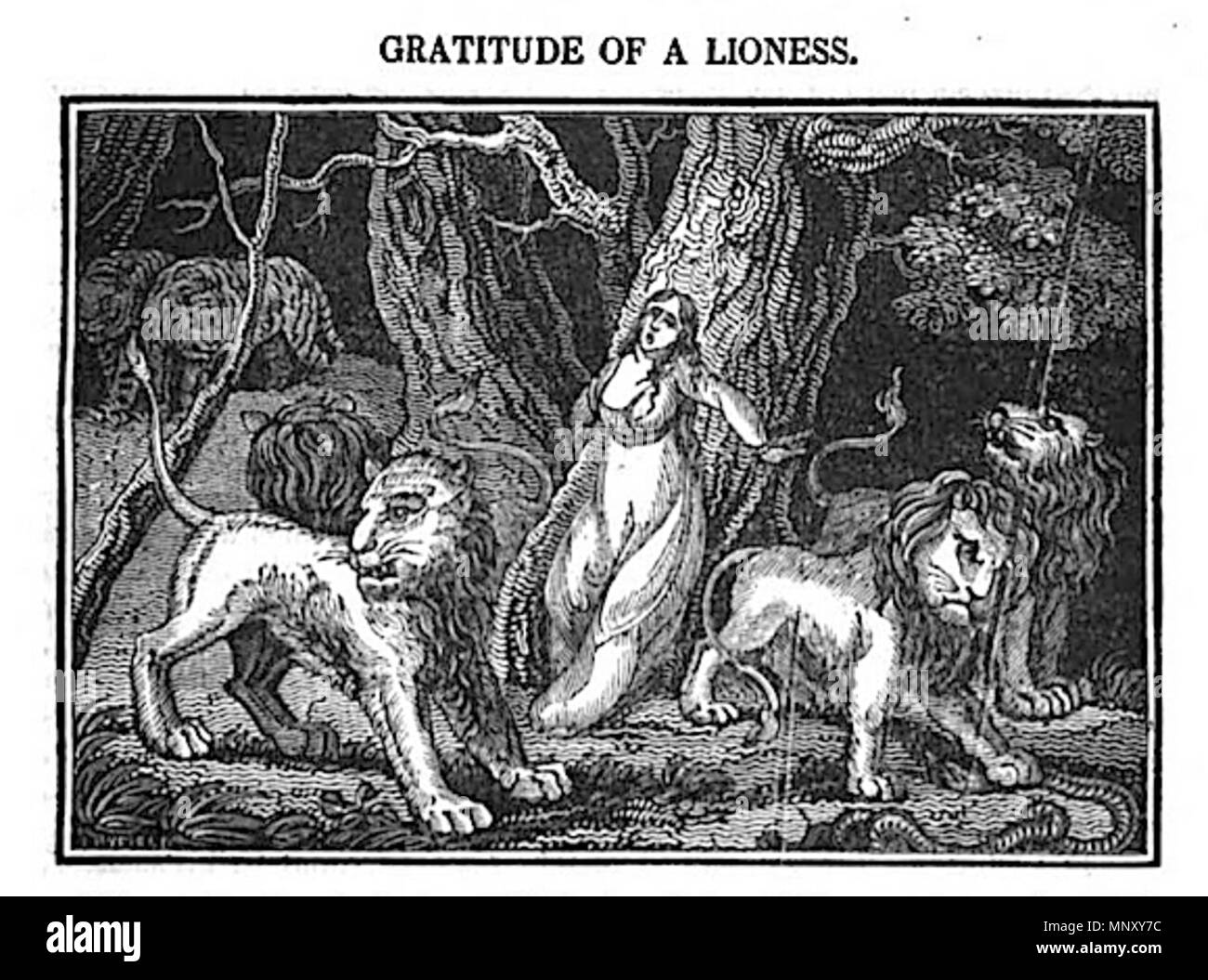 . Inglese: la gratitudine di una leonessa . 1825. John Byfield 1201 TR02 Immagine 12 Foto Stock