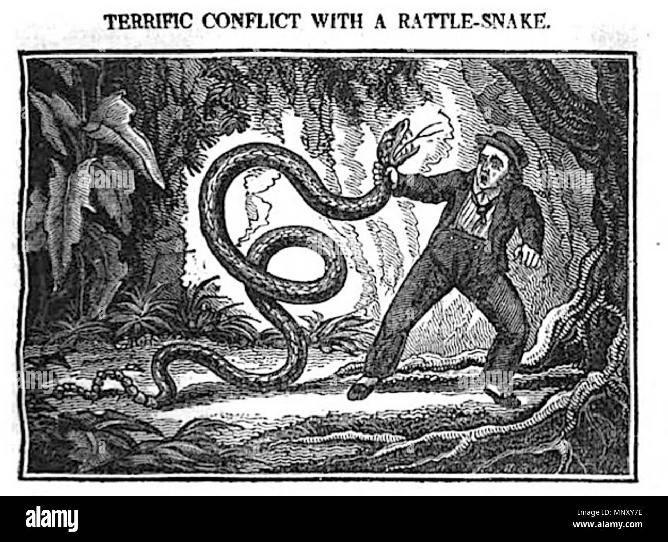 . Inglese: Terrific conflitto con un ratle-serpente . 1825. John Byfield 1201 TR02 Immagine 14 Foto Stock