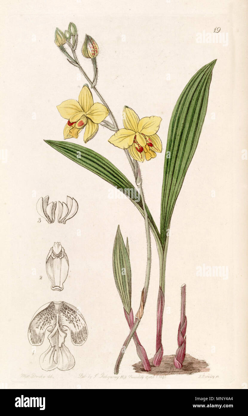 . Spathoglottis pubescens (come syn. Spathoglottis fortunei, scritto da Lindley come Spathoglottis fortuni) . 1845. Miss Drake (1803-1857) del. , G. Barclay sc. 1134 Spathoglottis pubescens (come Spathoglottis fortunei) - Edwards vol 31 (NS 8) pl 19 (1845) Foto Stock