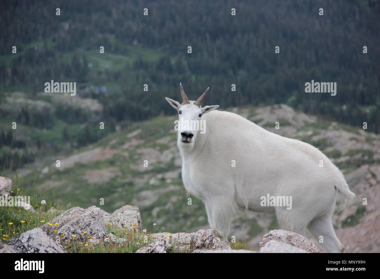 Capre di montagna in alto nelle montagne rocciose alla ricerca di cibo e un compagno Foto Stock