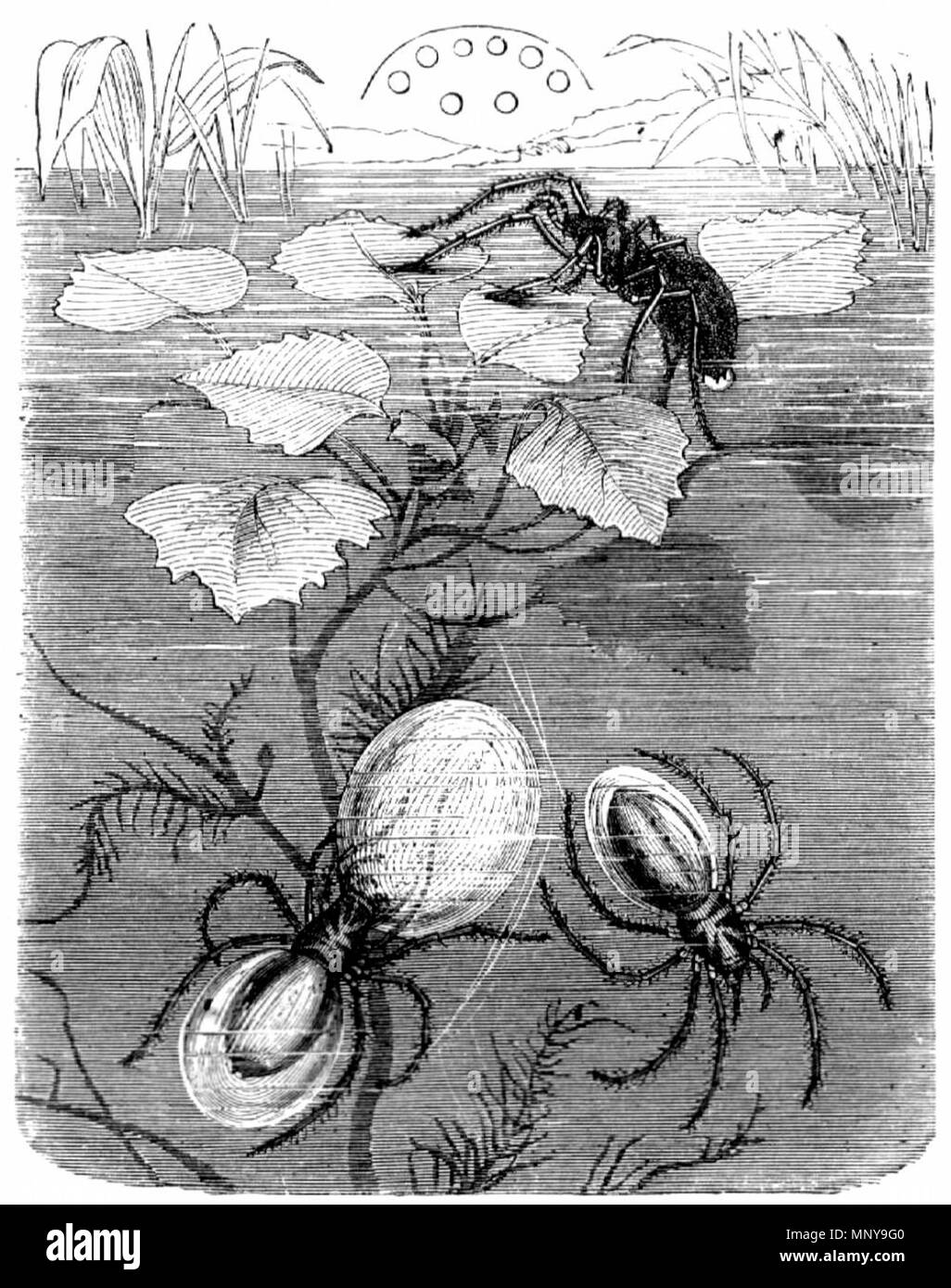 . Deutsch: Gemeine Wasserspinne (Argyroneta aquatica), etwas vergrößert und ein offenes unten derselben nido. Oben die Augenstellung, von hinten suo gesehen. Die Abbildung wurde auch in der Zeitschrift 'Deutsche Jugend", Bd. 2, 1873, S. 81, veröffentlicht. 1884. de:Alfred Brehm (1829-1884) 1252 Wasserspinne Foto Stock