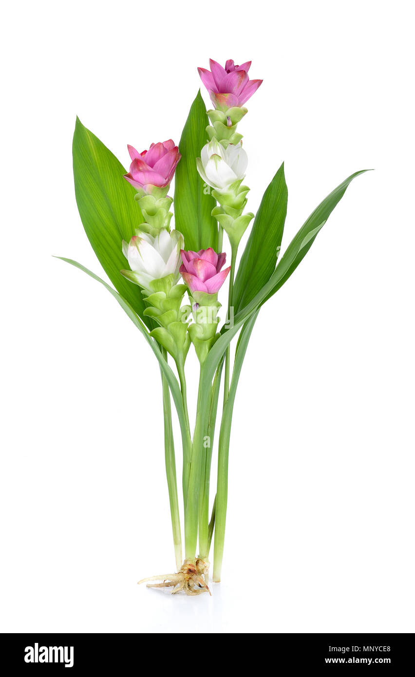 Siam Tulip O Curcuma Fiore In Thailandia Su Sfondo Bianco Foto Stock Alamy
