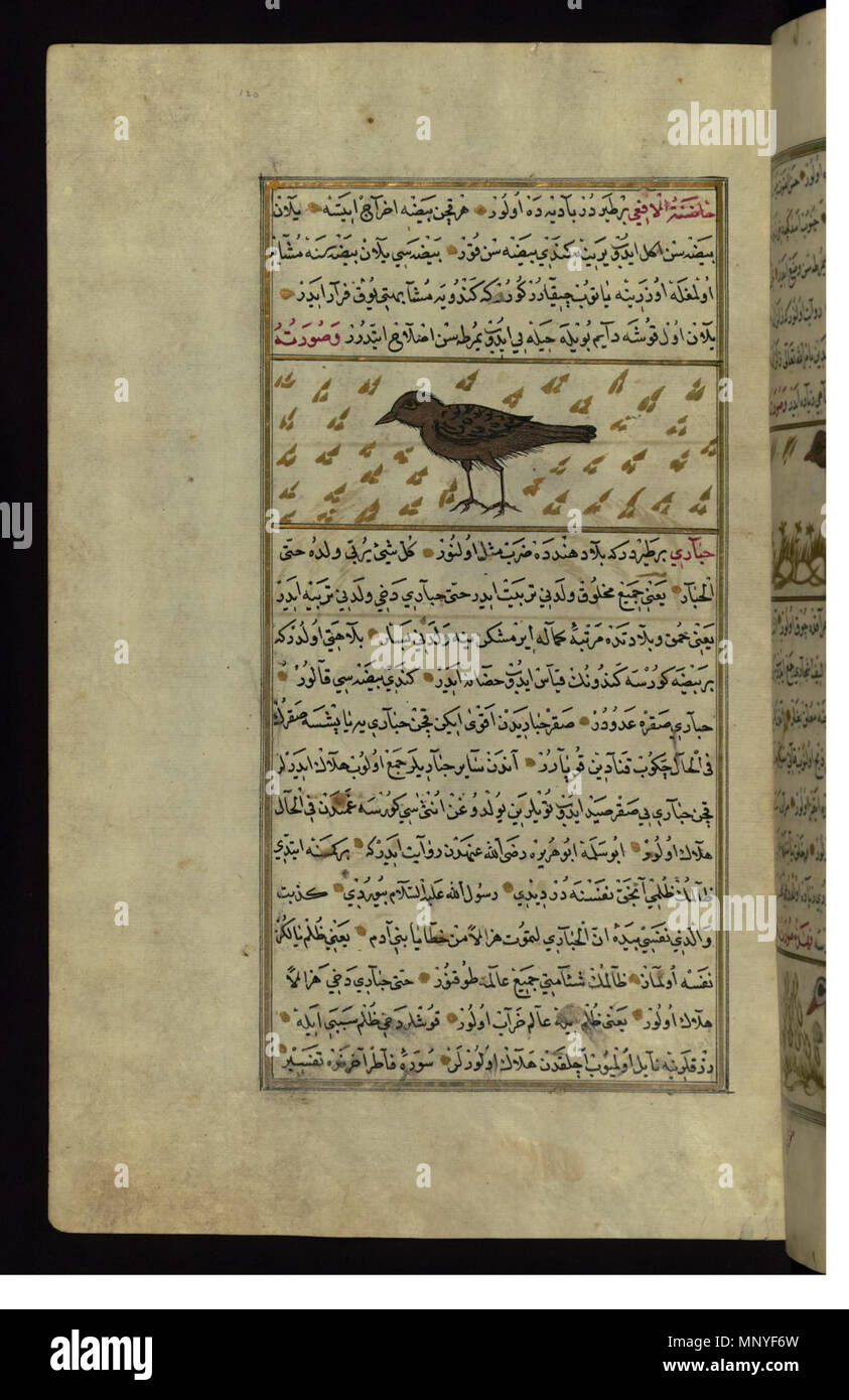 W.659.120un 1280 Zakariya ibn Muhammad Qazwini - un uccello chiamato Hadinat al-af"á (Viper dell infermiera secco) - Walters W659120A - Pagina completa Foto Stock
