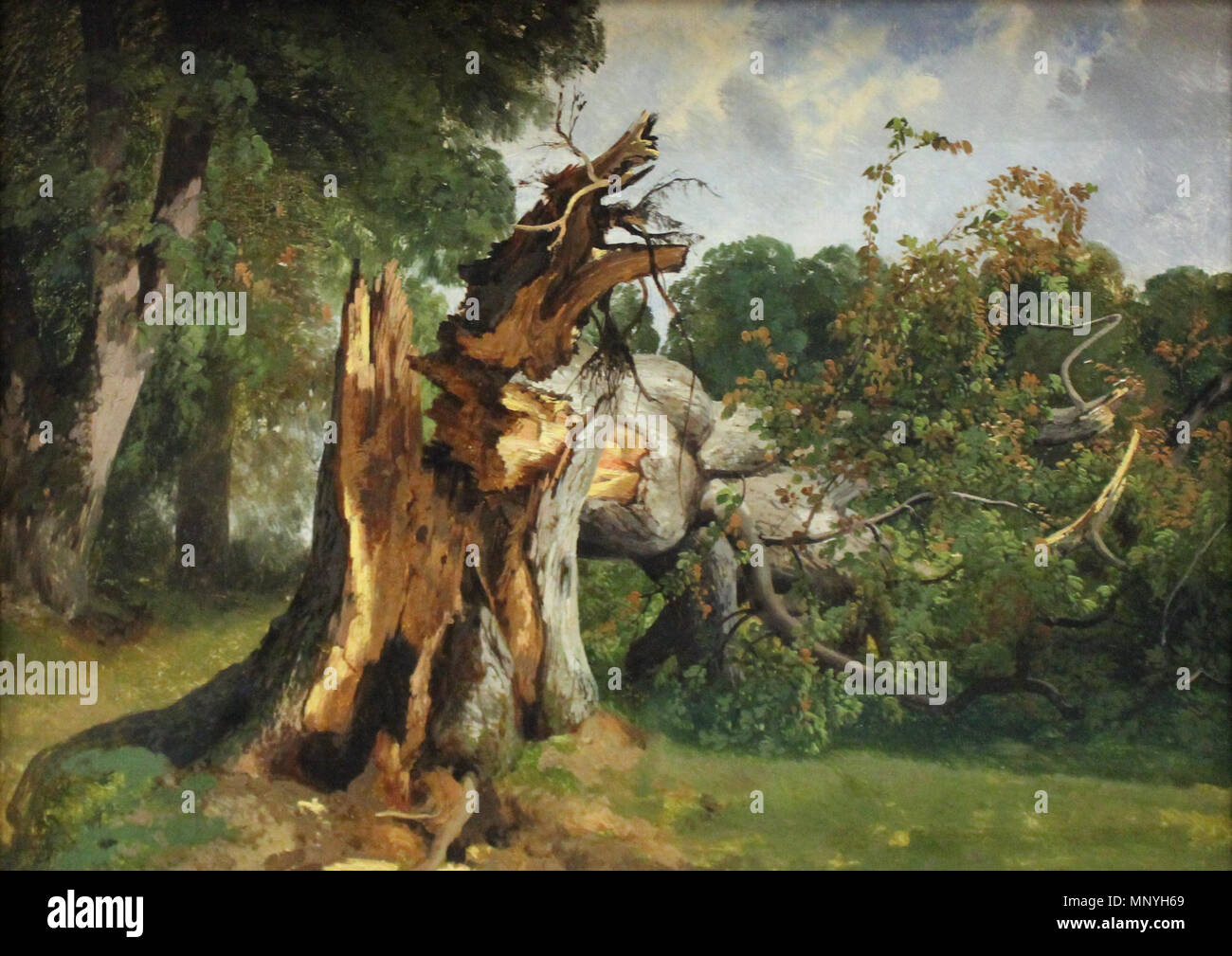 1290 étude de tronc d'arbre Alexandre Calame Foto Stock