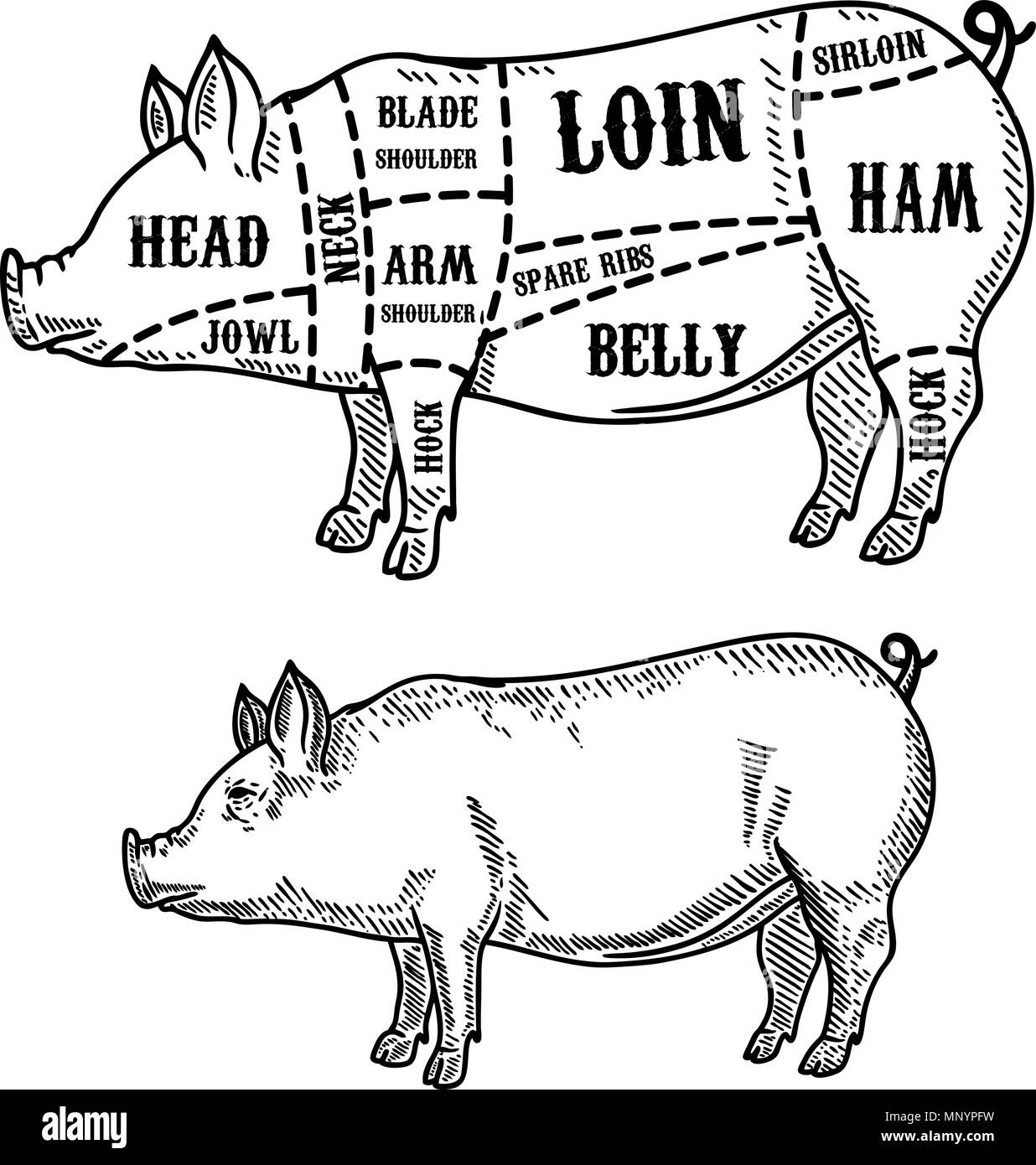 Maiale schema di macellaio. I tagli di carne di maiale. Elemento di design per poster, scheda, emblema distintivo. Immagine vettoriale Illustrazione Vettoriale