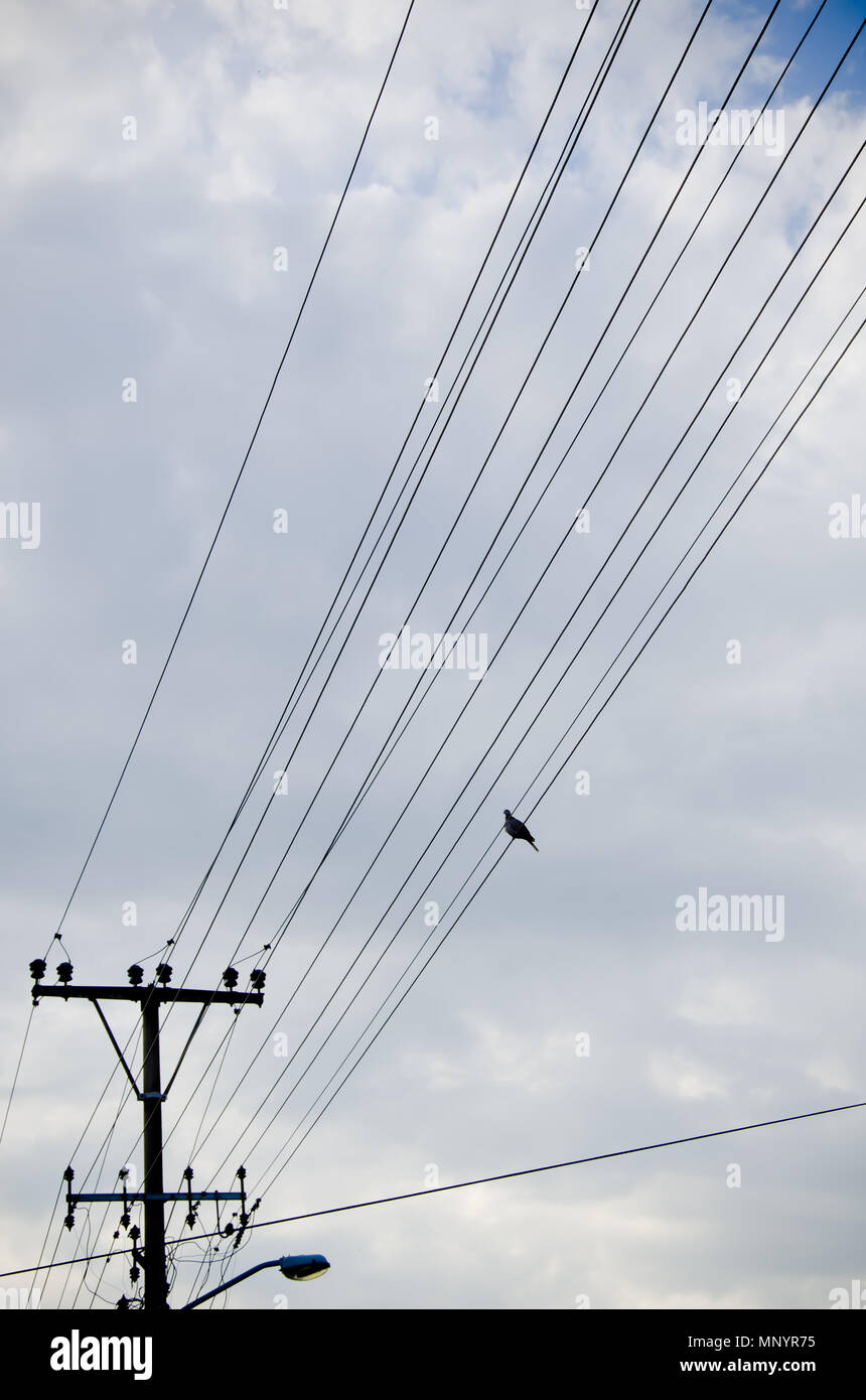 Un singolo uccello su linee di trasmissione sul giorno nuvoloso Foto Stock