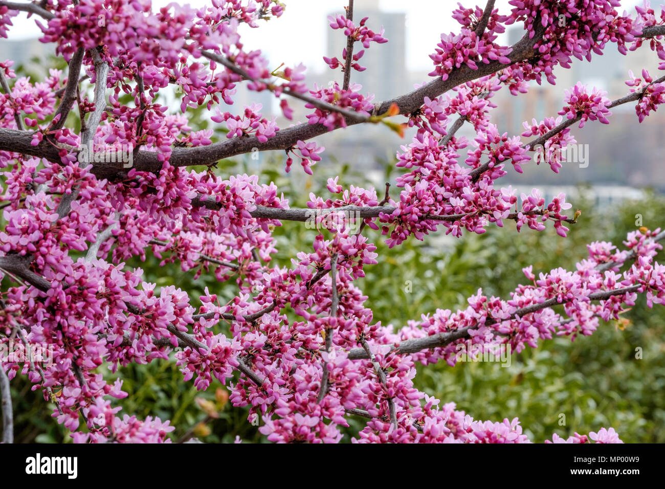 Vista sbocciare fiori contro di background urbano Foto Stock