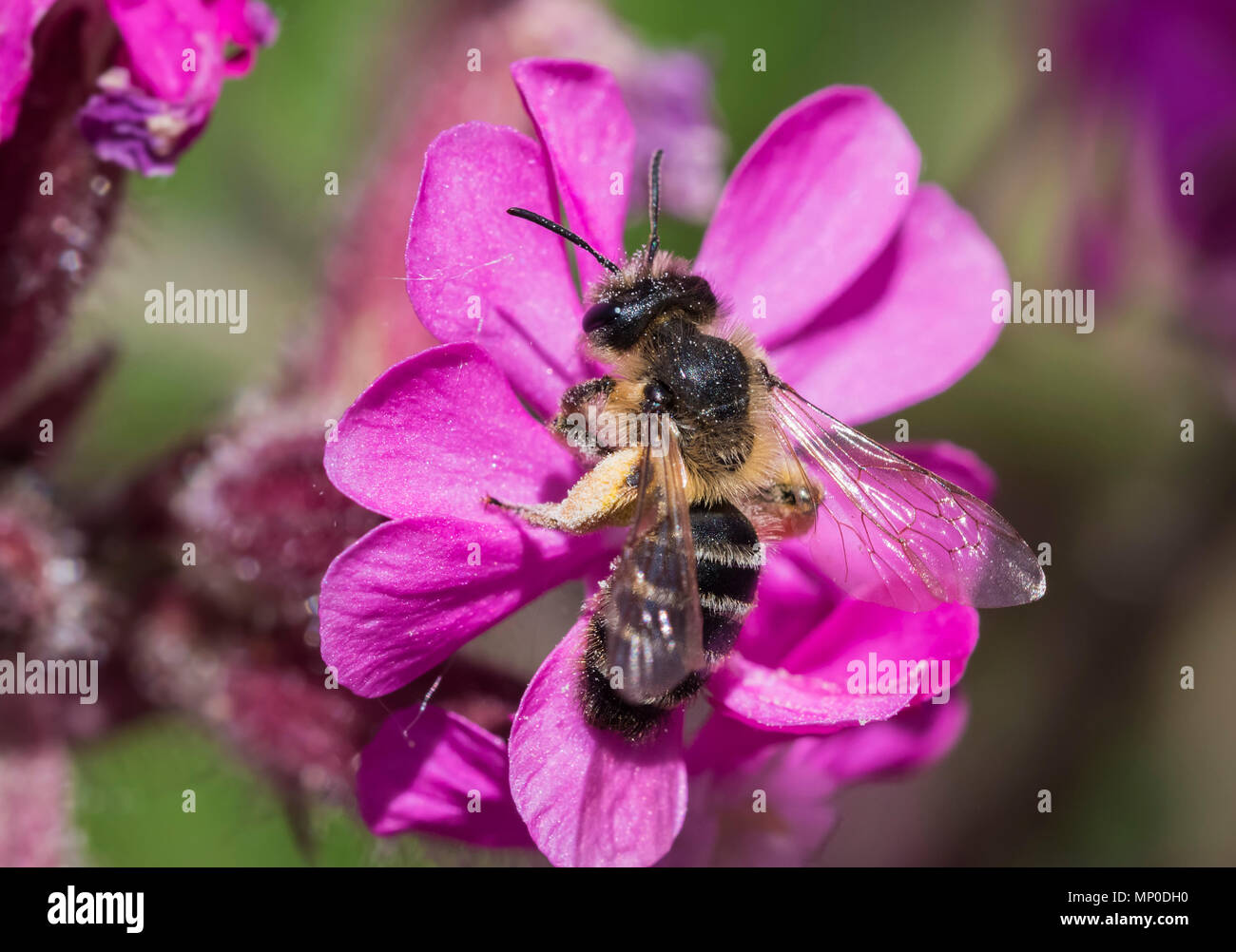 Andrena flavipes, il giallo-gambe ape di data mining su un fiore in primavera (maggio) nel West Sussex, in Inghilterra, Regno Unito. Foto Stock