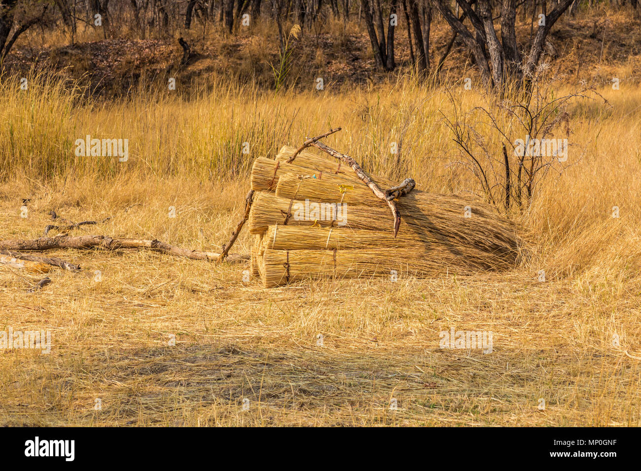 Erba tagliata in fasci pronto per lattoneria case tradizionali in Zimbabwe Foto Stock