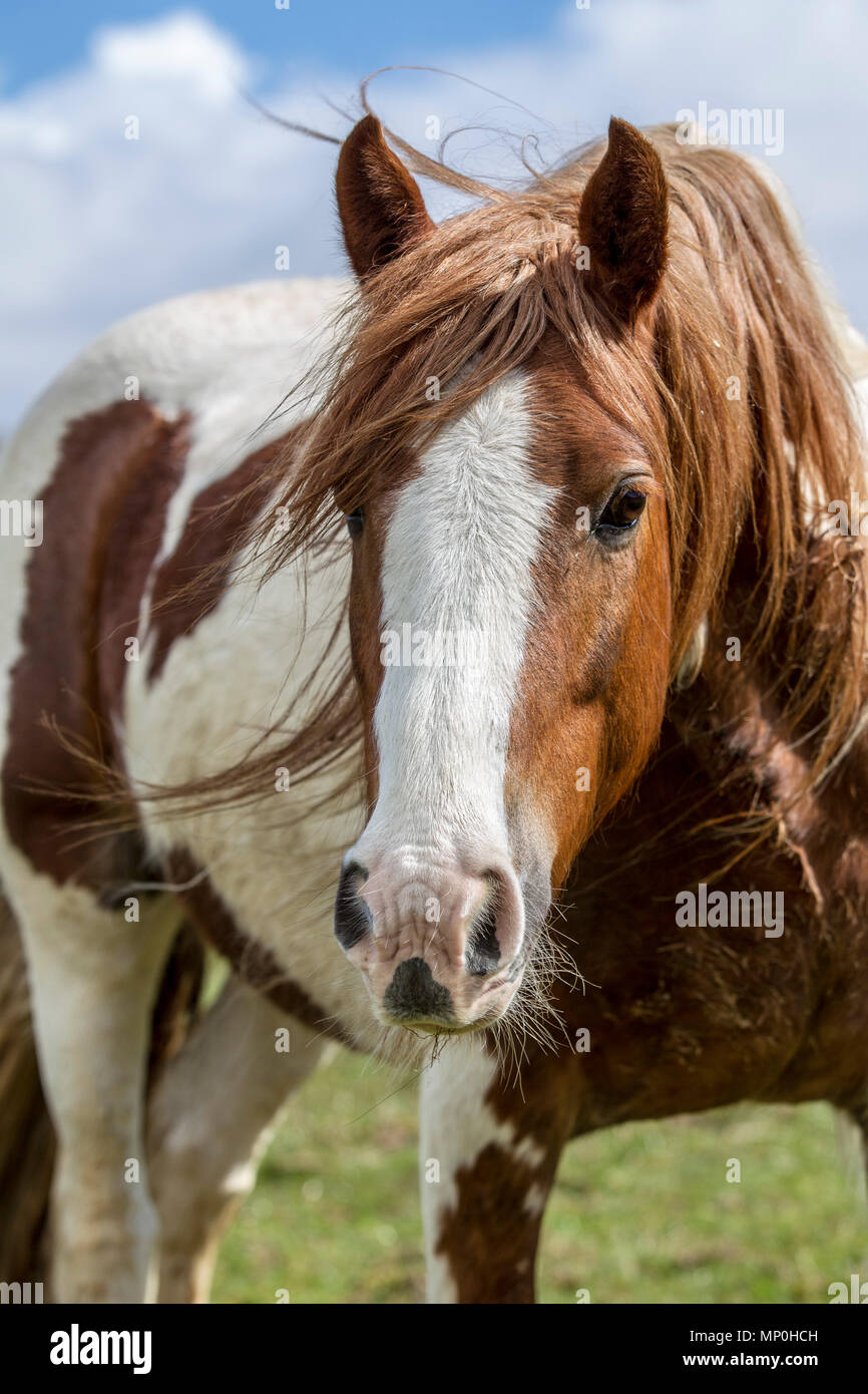 Cavallo al pascolo nel campo Foto Stock