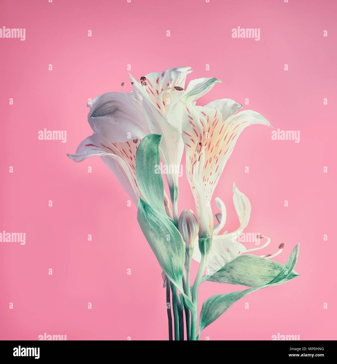 Fiori di colore pastello formato su sfondo rosa, vista frontale la minima nozione Foto Stock