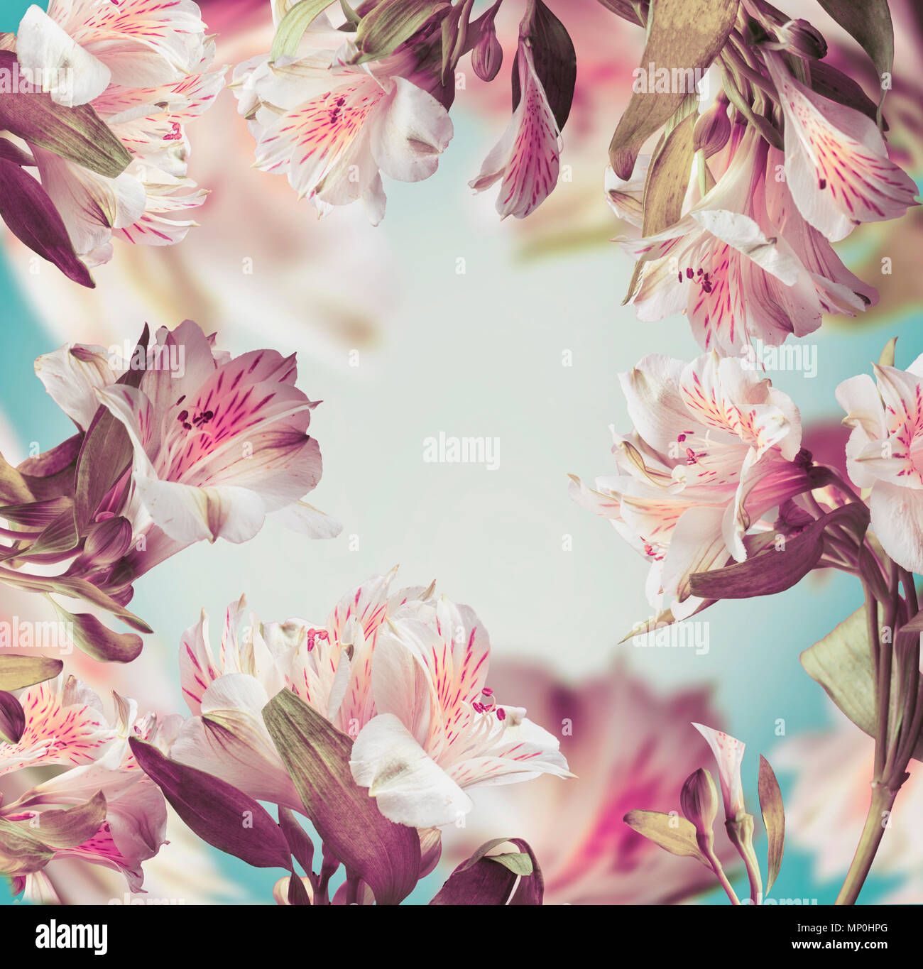 Bellissimi fiori dai colori pastello telaio formato con fiori di colore rosa a sfondo turchese Foto Stock