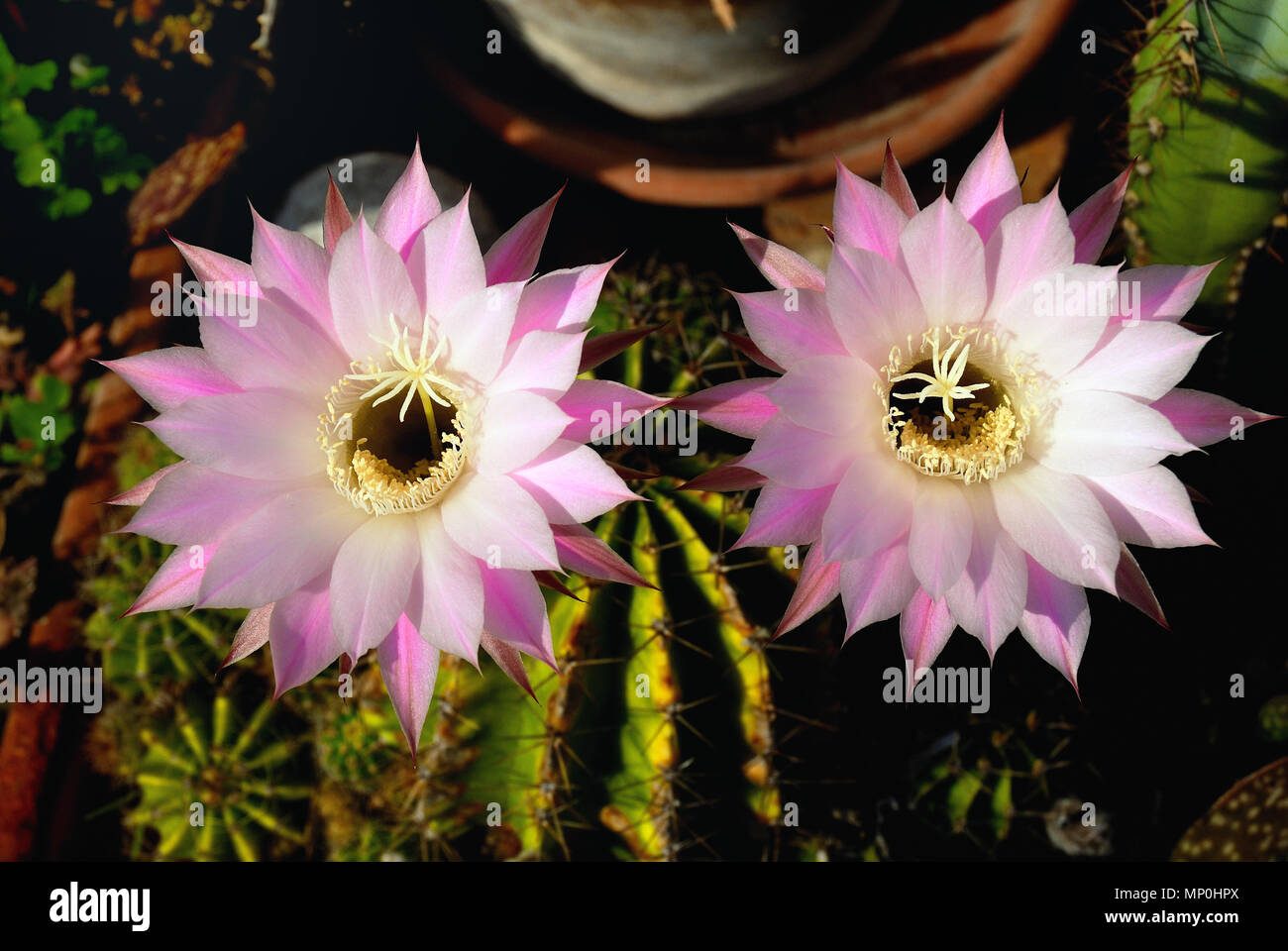 Un fiorito Echinopsis oxygona Foto Stock