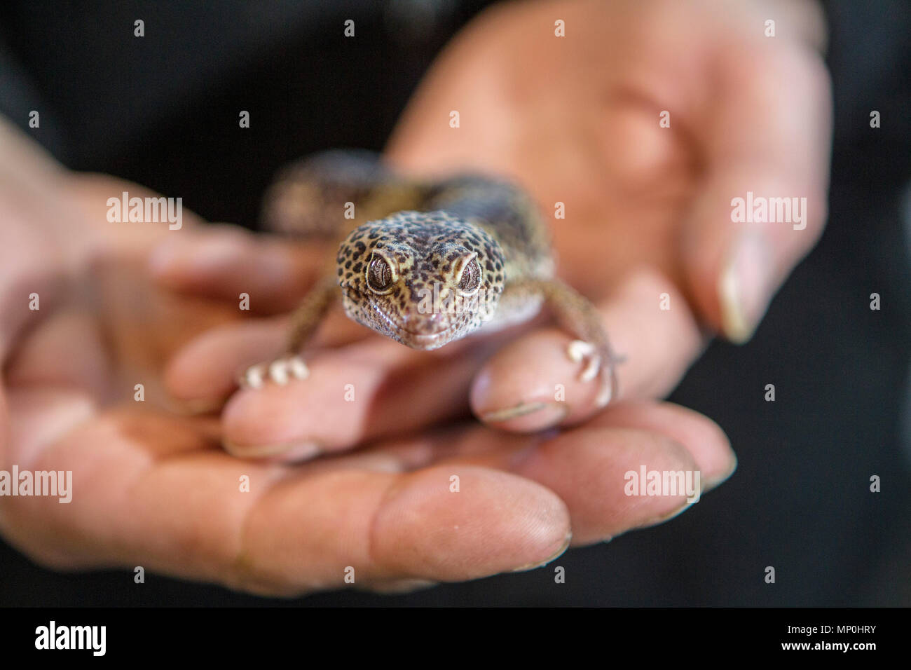 Leopard Gecko essendo trattenuto Foto Stock