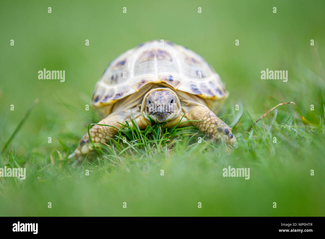 Tartaruga strisciare lungo l'erba Foto Stock