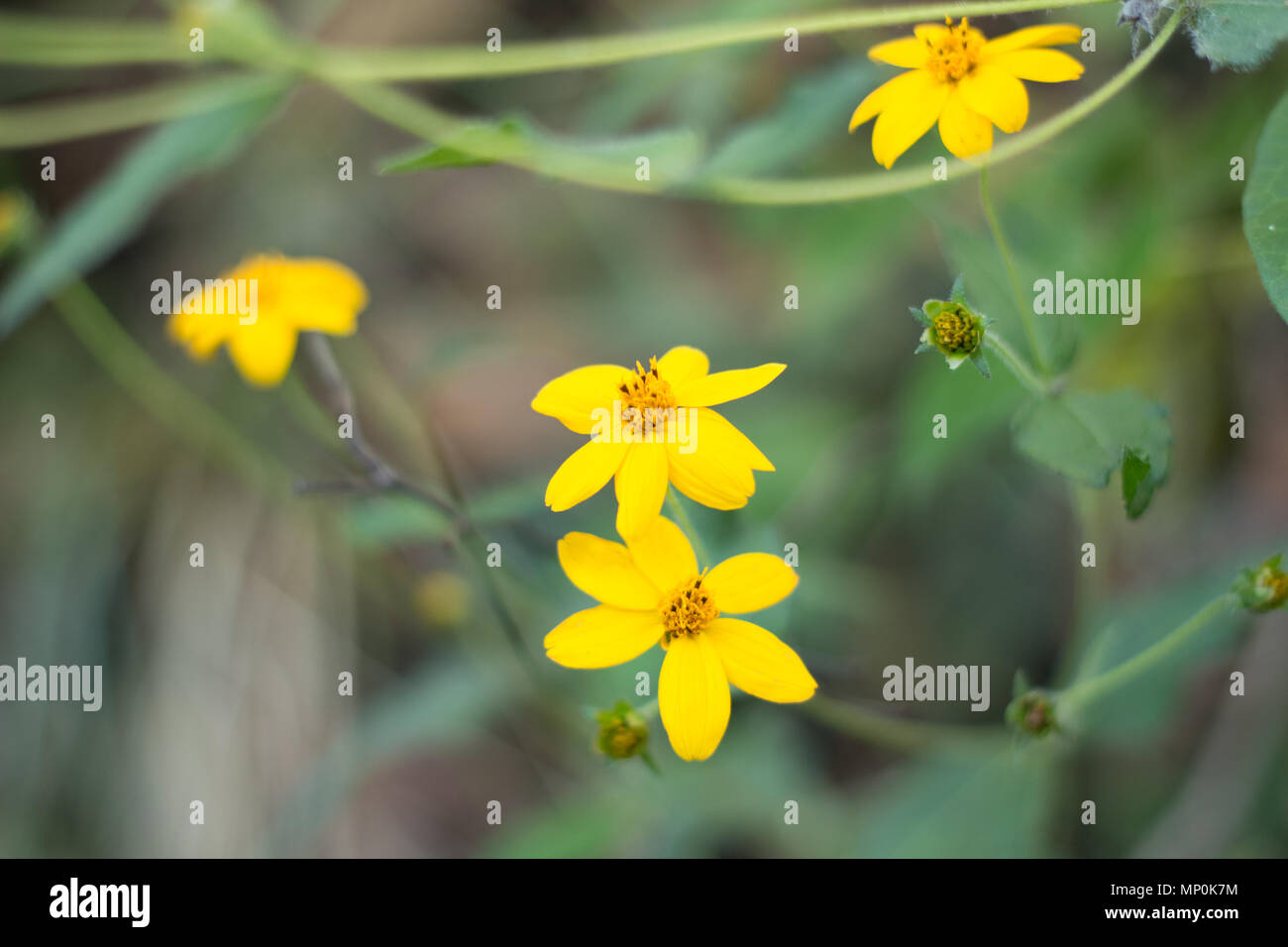 Fiori gialli con sfondo sfocato Foto Stock