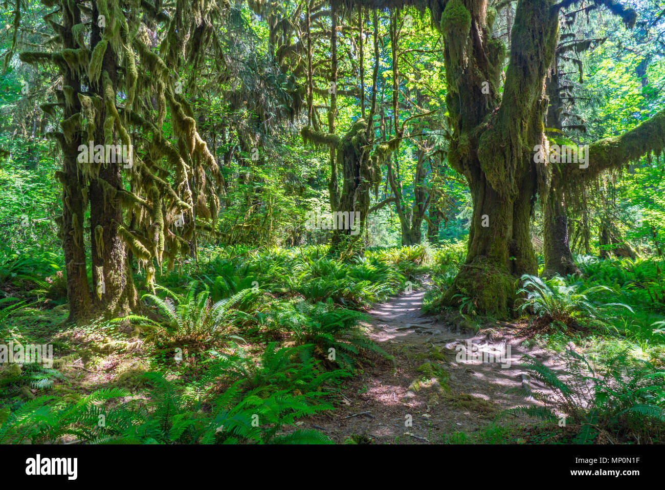 Sentiero in ambito Hoh foresta pluviale del Parco Nazionale di Olympic. Foto Stock