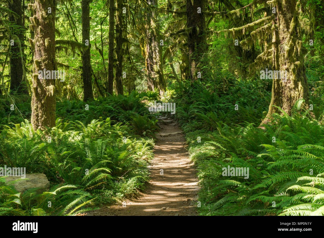 Sentiero in ambito Hoh foresta pluviale del Parco Nazionale di Olympic. Foto Stock