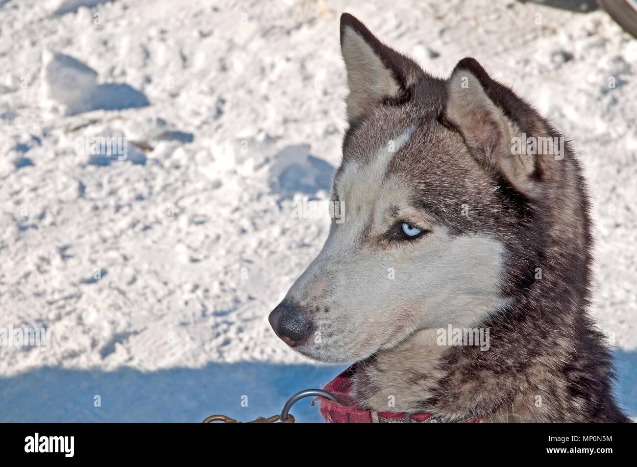 Bello Alaskan Husky cane staring a tutte le persone. Foto Stock