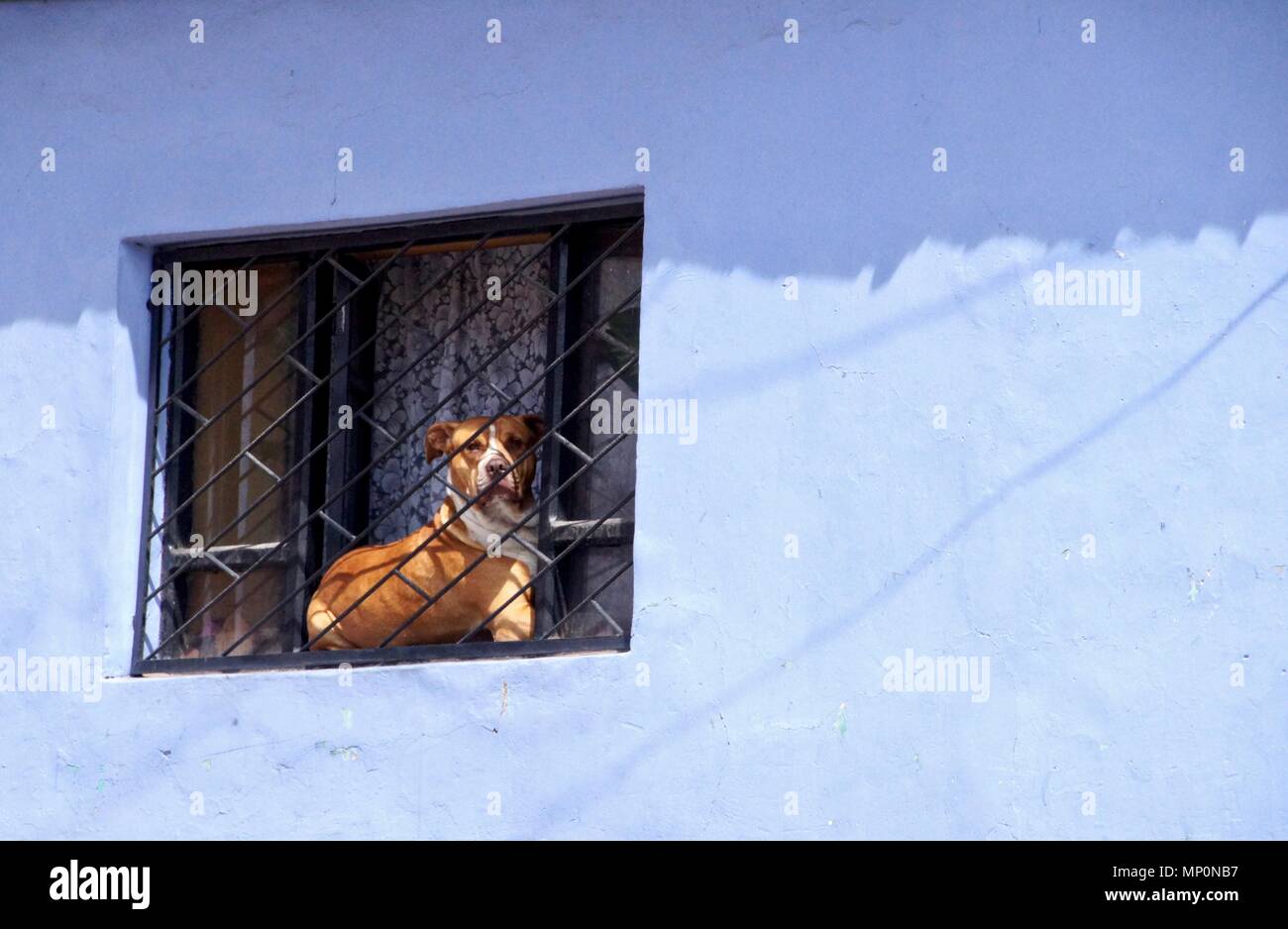 Cane nella finestra di guardia in Sucre, Bolivia Foto Stock