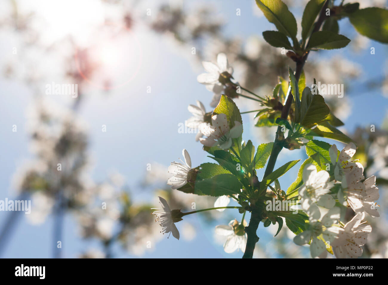 I raggi di sole risplendere attraverso i rami fioriti di ciliegia. A fioritura primaverile di sfondo naturale. La bellezza della natura il risveglio. Foto Stock