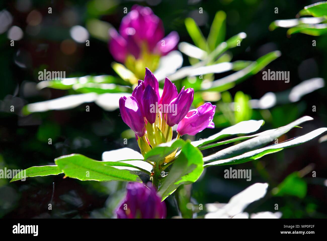 Ibridi di rododendro Roseum elegans Foto Stock