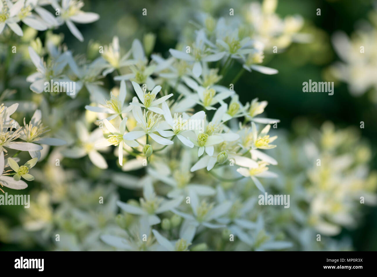 Piccoli fiori bianchi nel giardino macro Foto Stock