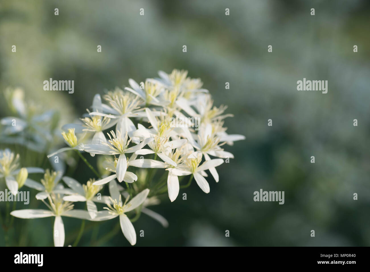 Piccoli fiori bianchi nel giardino macro Foto Stock