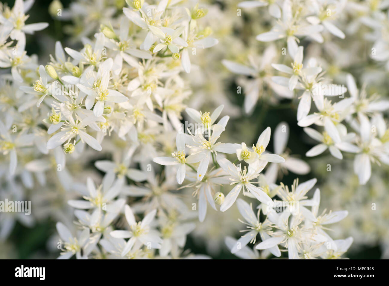 Piccoli fiori bianchi nel giardino macro Foto Stock