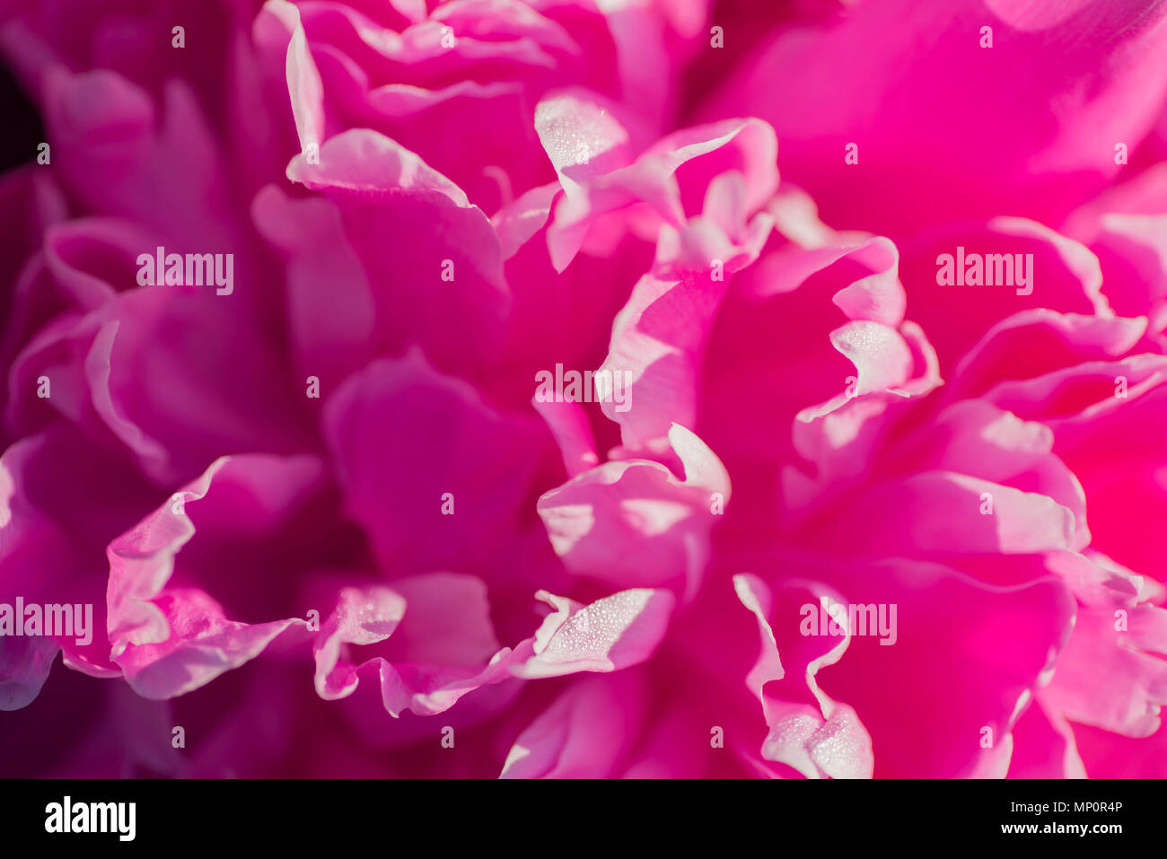 Rosa peonia petali di fiori macro Foto Stock