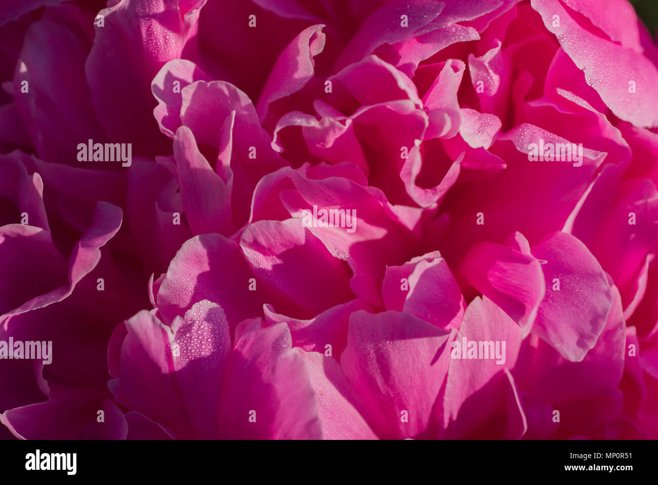 Rosa peonia petali di fiori macro Foto Stock