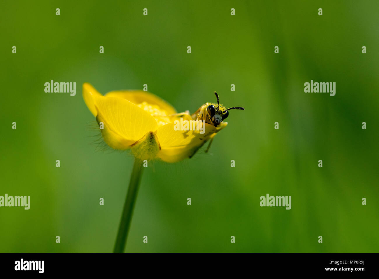 Nero e Giallo wasp mimare gli insetti in appoggio su open ranuncolo giallo petalo seguente raccolta di polline Foto Stock