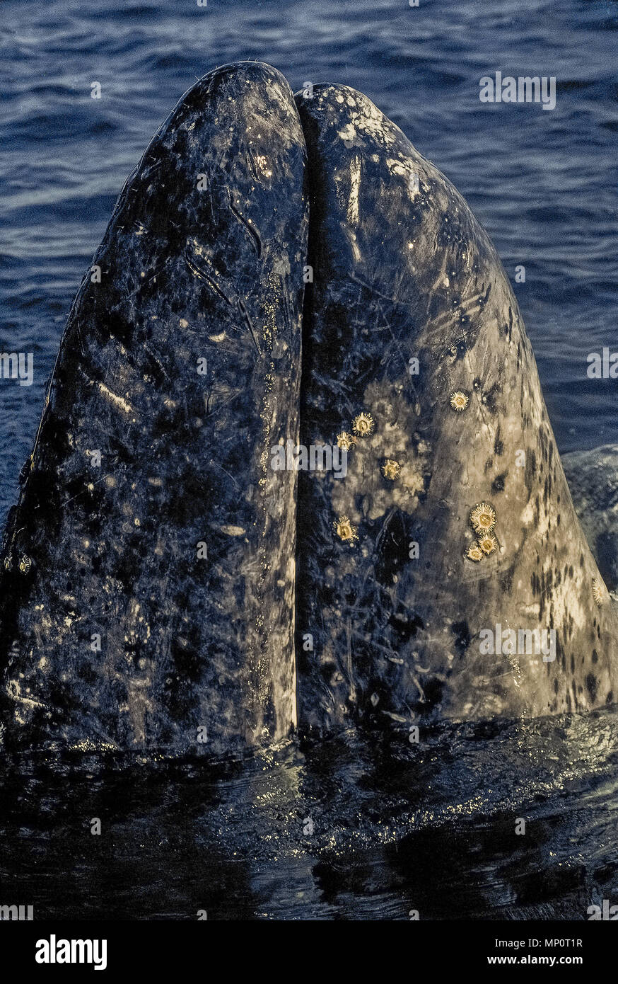 Round crusty cirripedi e molte cicatrici segnano il blubber sul podio (muso) della balena grigia (Eschrichtius robustus ), un phenominal mammifero marino che è esistita per più di 30.000 milioni di anni. Qui mostrato in close-up è la bocca che appare in primo luogo come la balena inizia a poke la sua testa verticalmente al di fuori dell'acqua in modo che sia possibile vedere cosa sta succedendo al di sopra della superficie, una manovra chiamato spyhopping. Questo curioso animale acquatico era spyhopping in San Ignacio laguna al largo della costa occidentale della Baja California Sur in Messico, America del Nord. Foto Stock