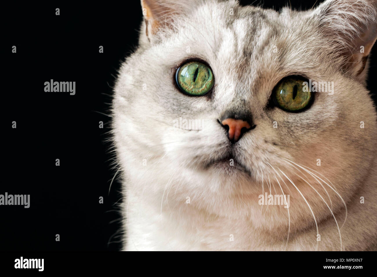 Close-up verticale di un gatto con grandi occhi verdi Foto Stock