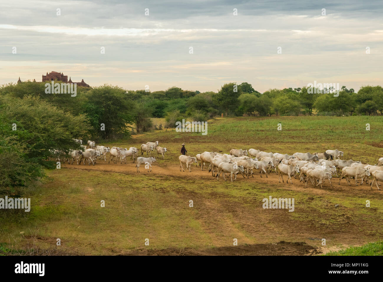 Una mandria di zebù bianco Vacche Bovini camminando attraverso i campi nelle zone rurali a Bagan, MYANMAR Birmania, Sud Est asiatico, durante la pacifica tramonto sereno. Agricoltura asiatica Foto Stock
