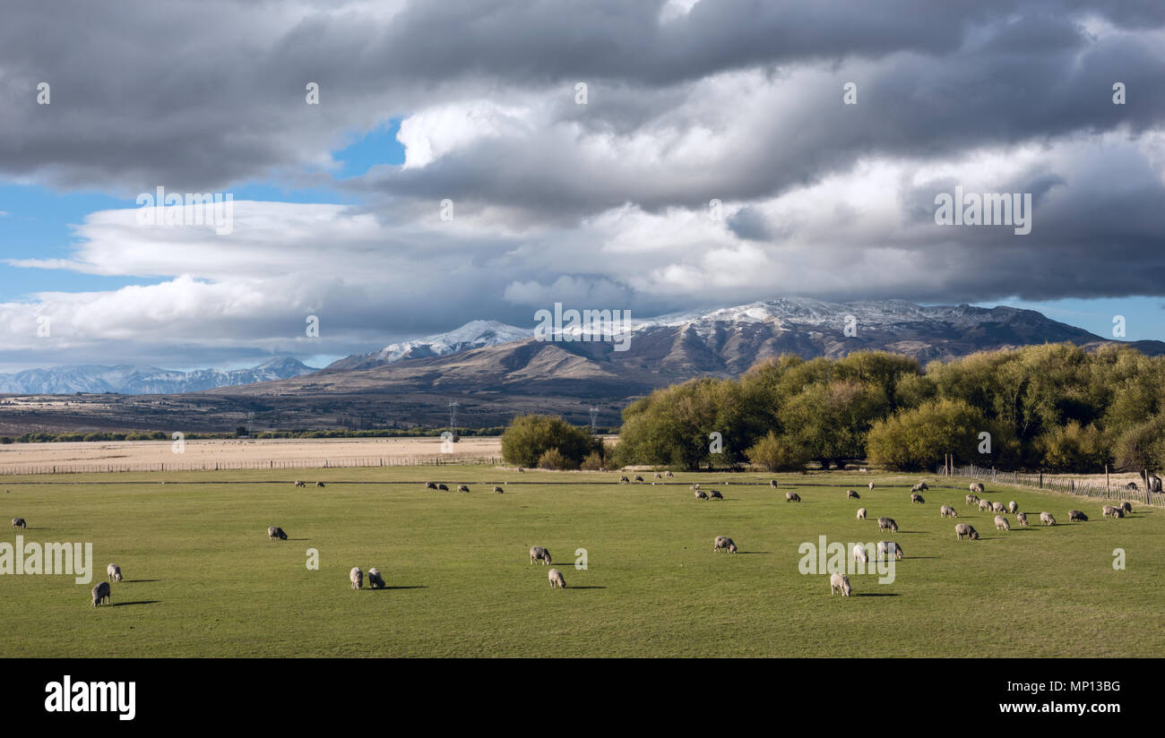 Idilliaco paesaggio di Patagonia con agnelli. Trevelin-Esquel nel nord-ovest della provincia di Chubut in Patagonia Argentina Foto Stock