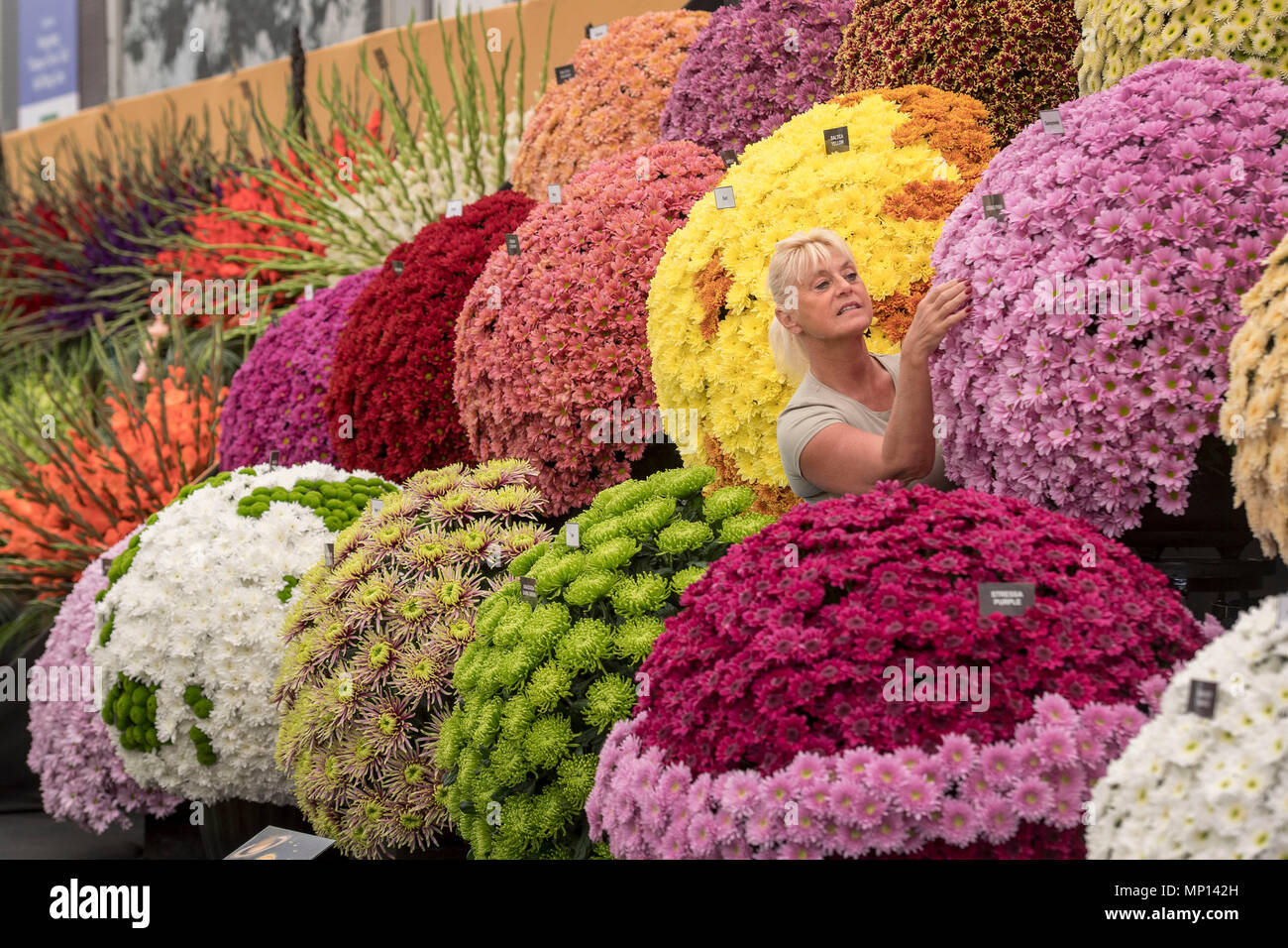 Un lavoratore regola un display floreali come continuano i preparativi per quest'anno la RHS Chelsea Flower Show presso il Royal Hospital Chelsea, Londra. Foto Stock