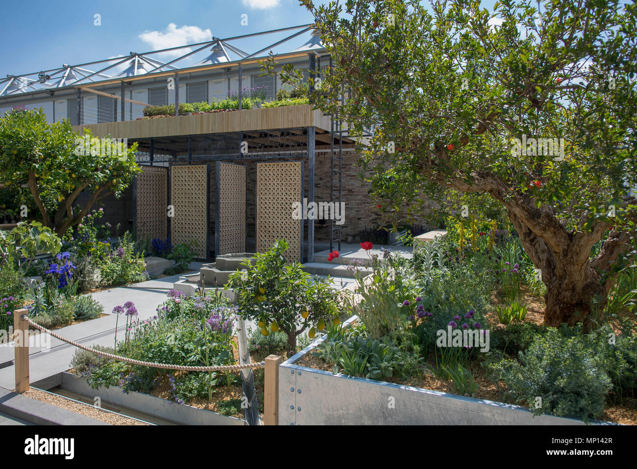 La pianta di limone fiducia visualizza giardino come continuano i preparativi per quest'anno la RHS Chelsea Flower Show presso il Royal Hospital Chelsea, Londra. Foto Stock
