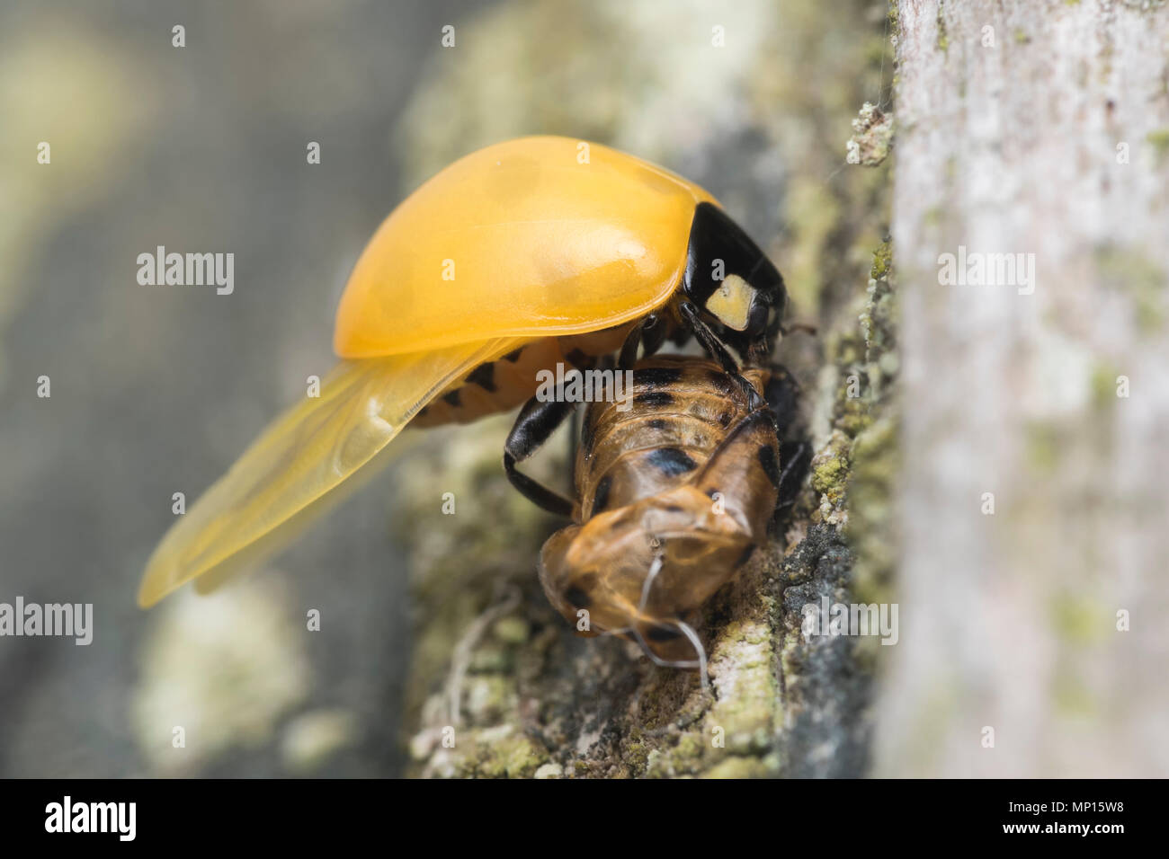 Appena emerse 7-spot Ladybird (Coccinella septempunctata) con le sue ali ad asciugare. Un ora o in modo più tardi era colorata in alto. Tipperary, Irlanda Foto Stock