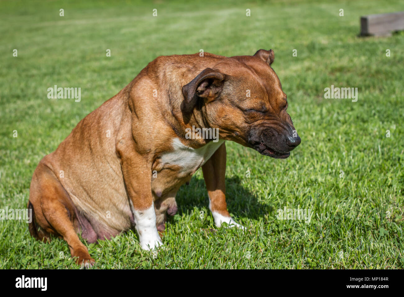 Femmina gravido dog sitter su un prato Foto Stock