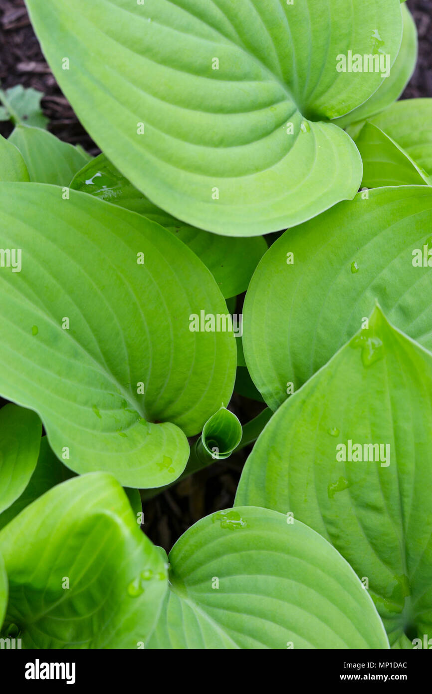 Hosta pianta in primavera Foto Stock