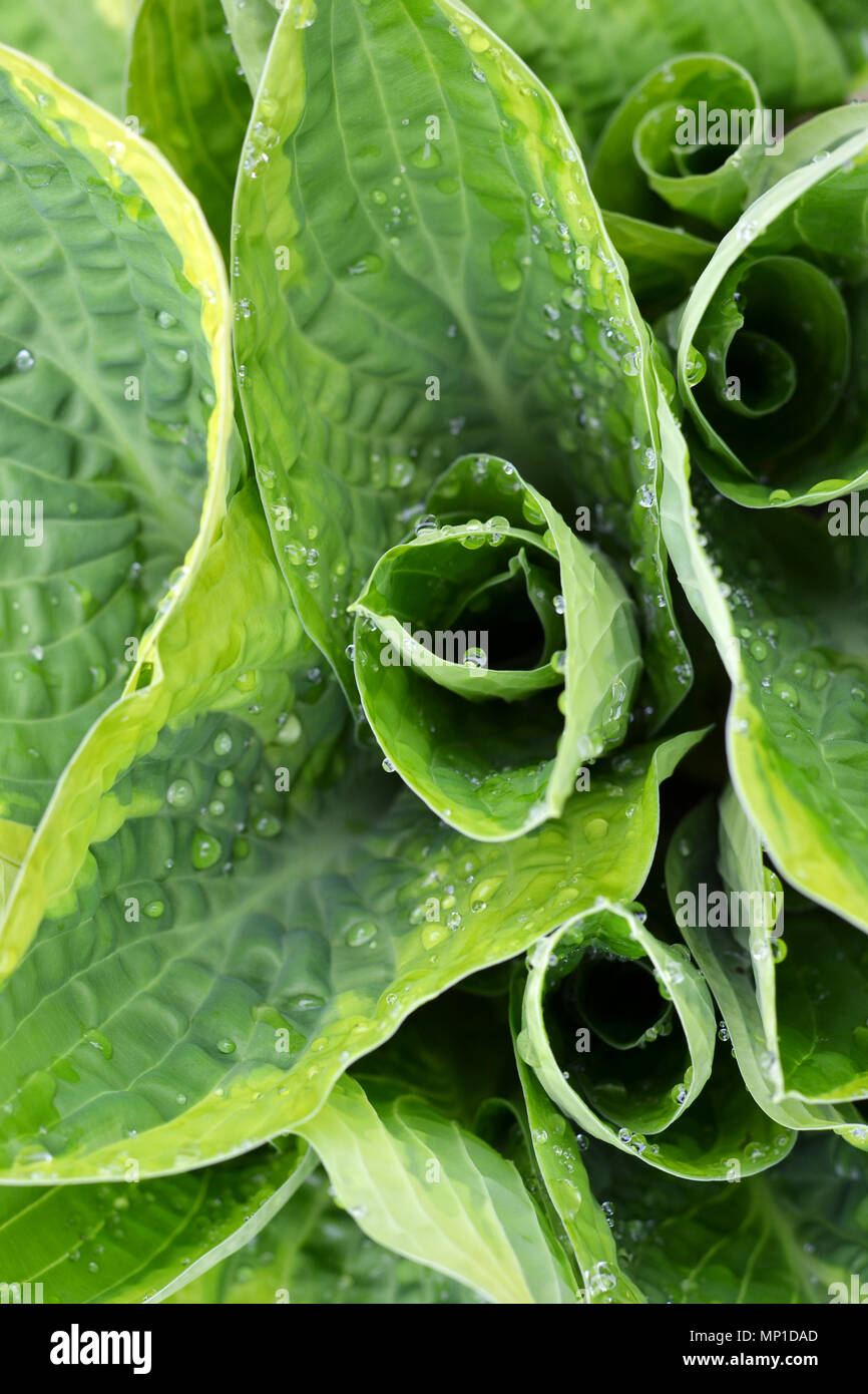 Hosta pianta in primavera Foto Stock